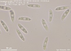 Hymenoscyphus albidus