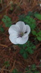 Geranium bellum