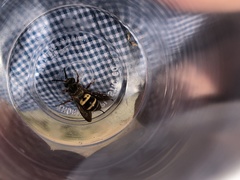 Triepeolus distinctus