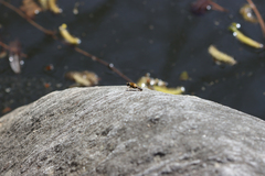 Helophilus eristaloidea