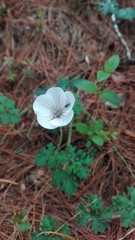 Geranium bellum