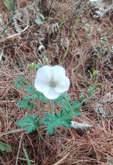 Geranium bellum