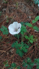 Geranium bellum