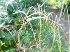 Elymus hirsutus