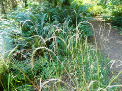 Elymus hirsutus