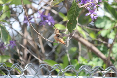 Selasphorus sasin sedentarius