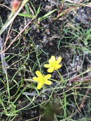 Ranunculus reptans