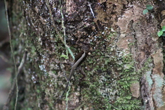Anolis scypheus
