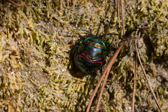 Poecilocoris splendidulus