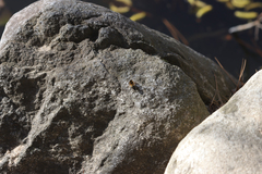 Helophilus eristaloidea