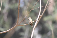 Selasphorus sasin sedentarius
