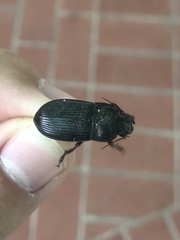 Harpalus caliginosus
