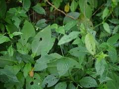 Asystasia dalzelliana