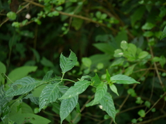 Asystasia dalzelliana