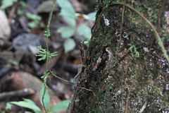 Anolis scypheus