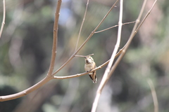 Selasphorus sasin sedentarius