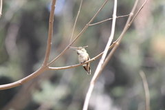 Selasphorus sasin sedentarius