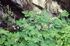 Dicentra eximia