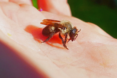 Megachile gemula