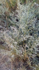 Artemisia santonicum