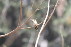 Selasphorus sasin sedentarius
