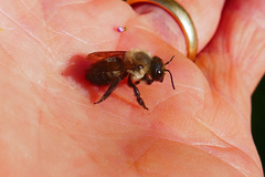 Megachile gemula