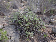 Pelargonium alternans