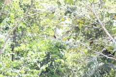 Galbalcyrhynchus leucotis