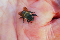 Megachile gemula
