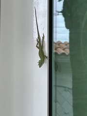 Anolis carolinensis