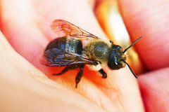 Megachile gemula