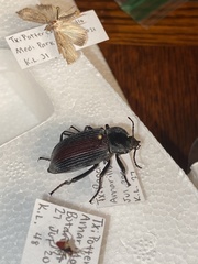 Eleodes suturalis