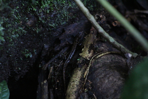 Potamites ecpleopus