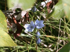Lomatogonium rotatum