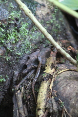 Potamites ecpleopus