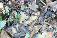 Pierella lamia chalybaea