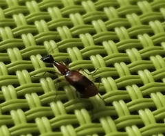 Ophionea indica