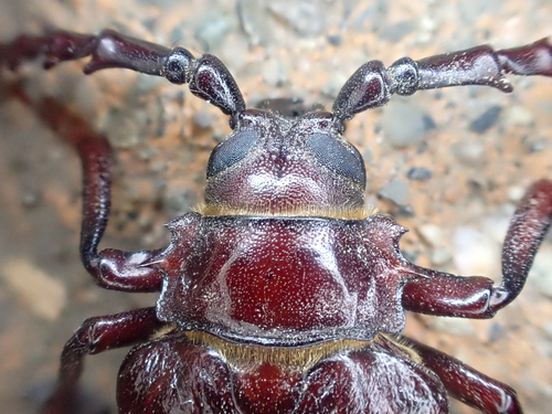California Root Borer photo 3