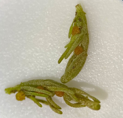 Image of Chara contraria by (c) Matt Berger, some rights reserved (CC BY)