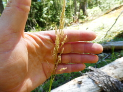 Agrostis pallens