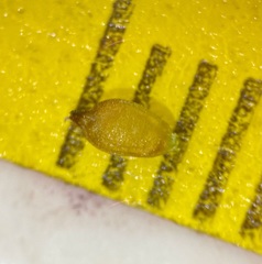 Carex simpliciuscula