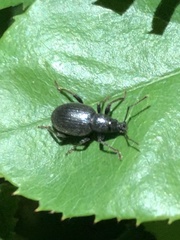 Otiorhynchus meridionalis