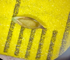 Carex simpliciuscula