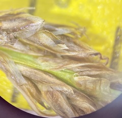 Carex simpliciuscula