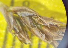 Carex simpliciuscula