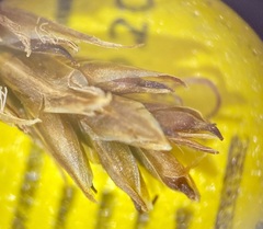 Carex simpliciuscula