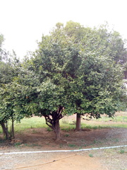 Sarcomphalus joazeiro