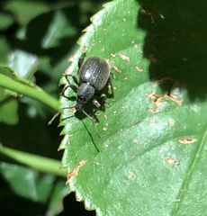 Otiorhynchus meridionalis