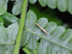 Yemmalysus parallelus