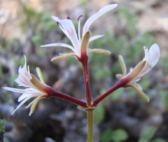 Pelargonium alternans